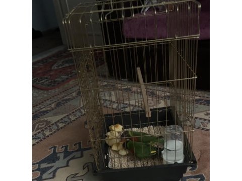 Lori papağanı 6 aylık