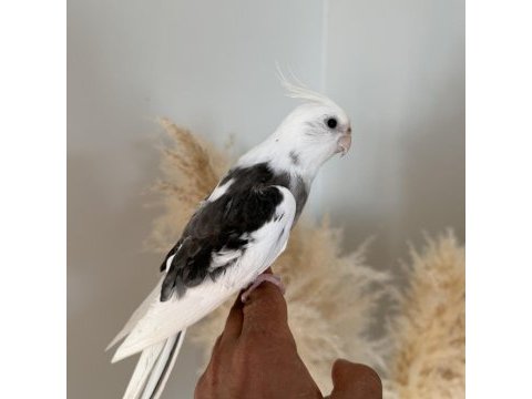 Sultan papağanı evcil