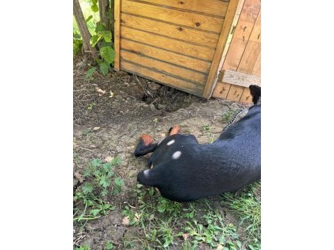1 yaş erkek doberman