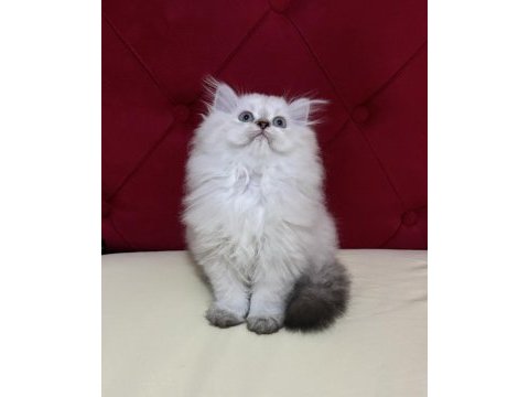 Aşılı ve karneli safkan british longhair erkek yavru