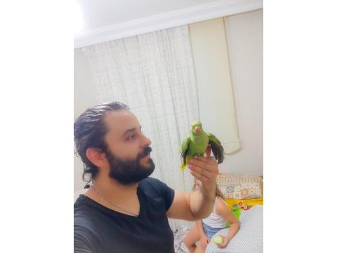 3 aylık yavru pakistan papağanları