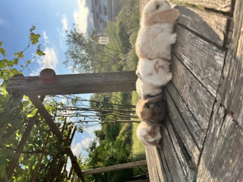 Mini lop safkan tavşan yavruları