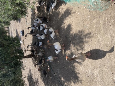 Satılık kaz