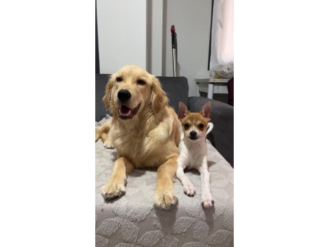 Chihuahua çok sevimli