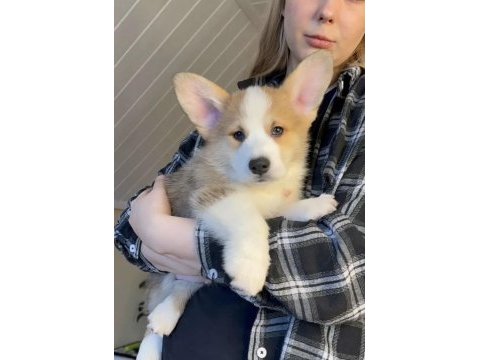 Fci secereli corgi yavruları