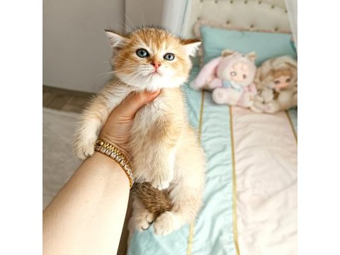 British shorthair yavrular teslime hazır