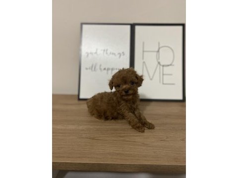 Teacup erkek yavru toy poodle