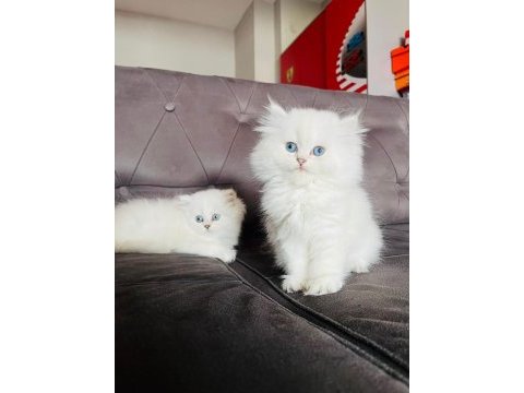 British longhair yavrular