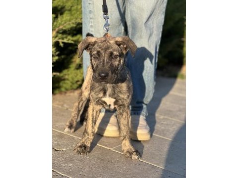 Köpeğimiz raskal 2,5 aylık aile arıyor