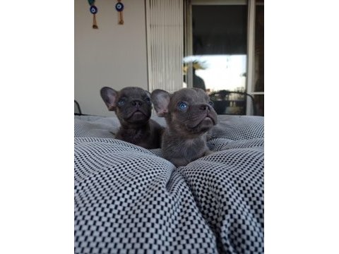 Erkek blue and tan isabella carrier french bulldog yavrular