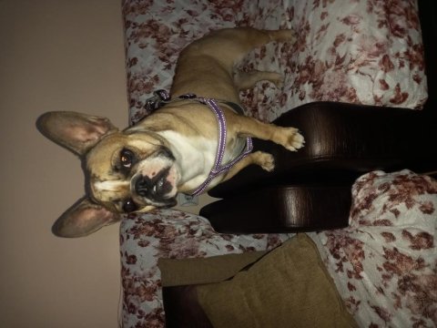 15 aylık dişi french bulldog hiç eşleştirilmemişştir