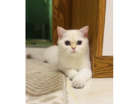 Safkan ny1133 british shorthair erkek