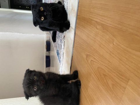 Acil satılık uygun fiyatlı scottish fold yavrular