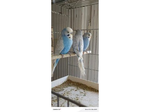Taze taze muhabbet kuşları