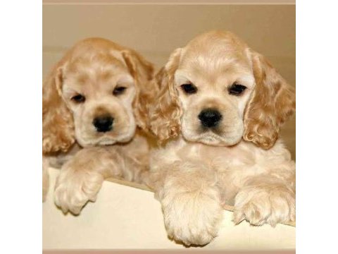 Amerikan cocker köpeklerimiz gelip görerek alabilirsiniz