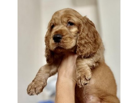 American cocker