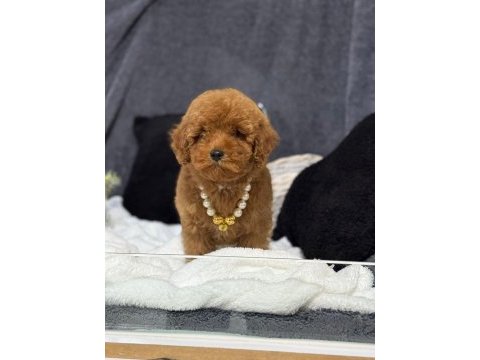 A kalite toy poodle yavrularım