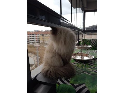 Prenses mia himalayan kedimiz