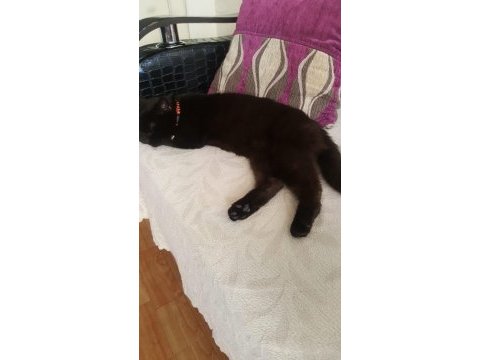 Ücretsiz sahiplendirilecek british shorthair