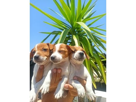 Terrier jack yavruları tüm illere gönderim