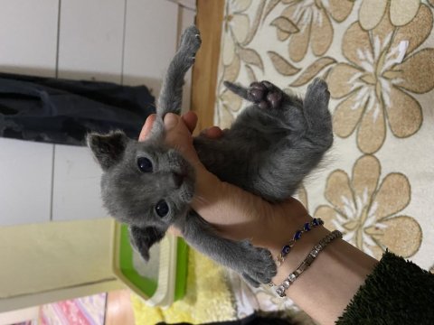 2 scottish fold ve 1 blue point