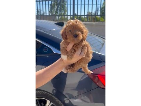 Orjinal toy poodle