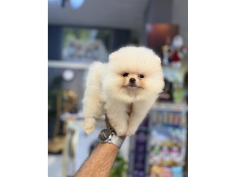 Pomeranian yavrular