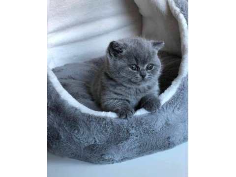 Kaliteli british shorthair sağlıklı yavrular