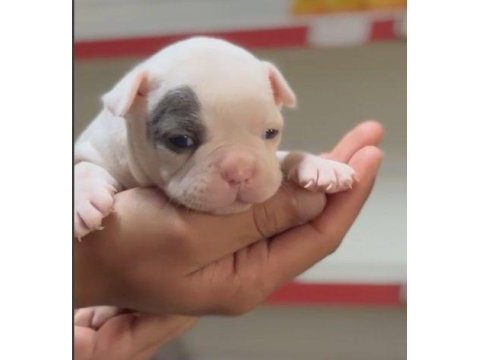 French bulldog merle bebekler