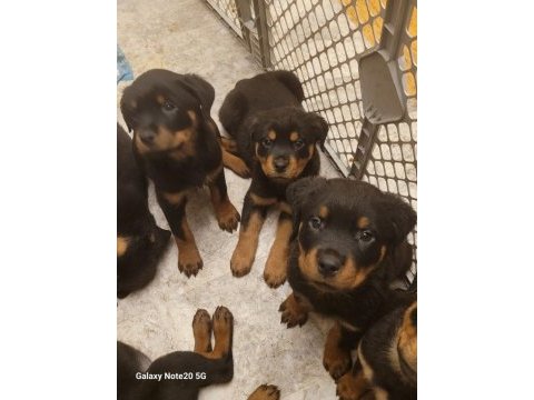 Rottweiler yavrular teslime hazır