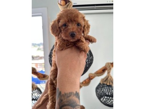 Minik toy poodle yavruları yeni sahiplerini arıyor