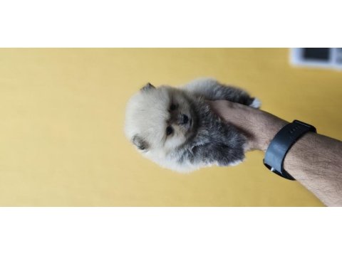2 aylık erkek pomeranian boo
