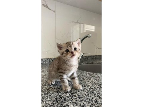 Silver classic tabby british shorthair erkek