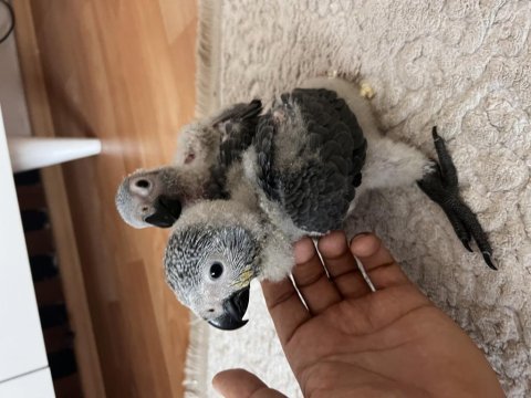 Jako papağanı yavrusu el beslemesi yapmak önemli