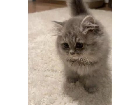 British longhair gri renk yeni sütten kesilme