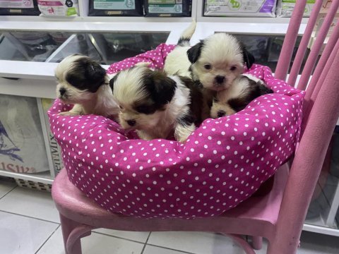 A kalite shih tzu yavrular