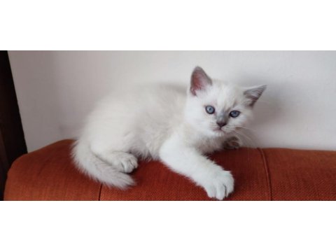 Son blue point british shorthair prensi