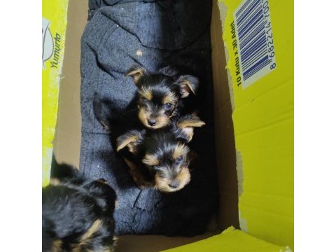 58 günlük 3 erkek yorkshire terrier yavrularımız