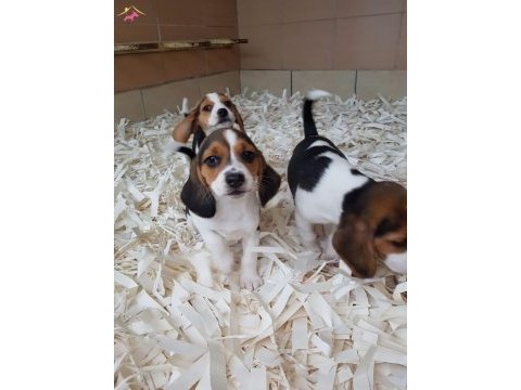 Akkuş üretim çiftliğinden beagle yavruları