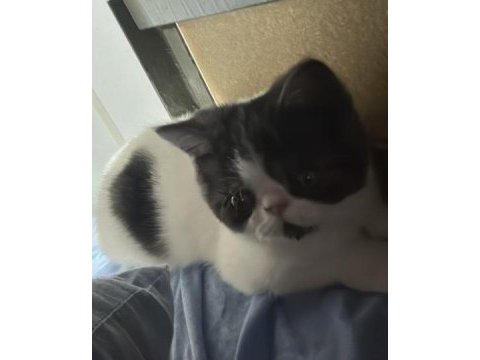 4.5 aylık dünya tatlısı erkek exotic shorthair