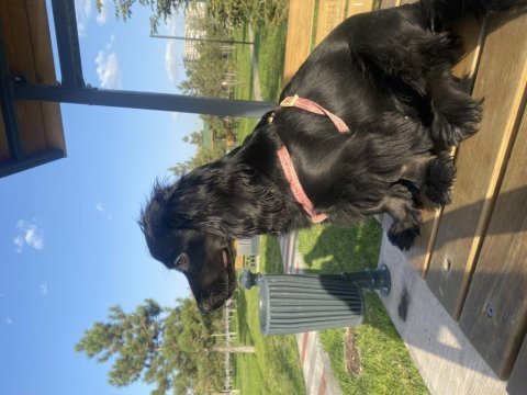 Siyah cocker köpeği