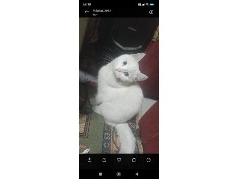 British shorthair 1 yaşında