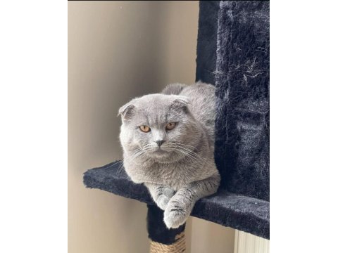 Scottish fold oğlumu sahiplendiriyorum