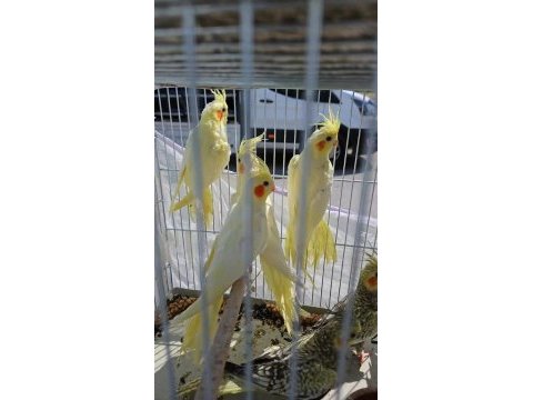 Yavru sultan papağanı