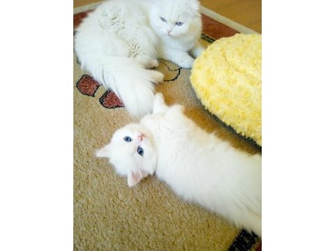 En güzel british longhair benim