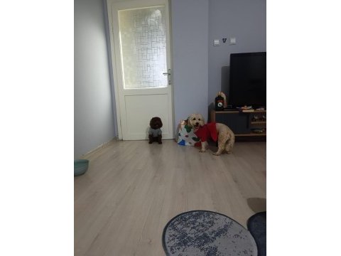 Baba 0 numara anne 01 numara toy poodle
