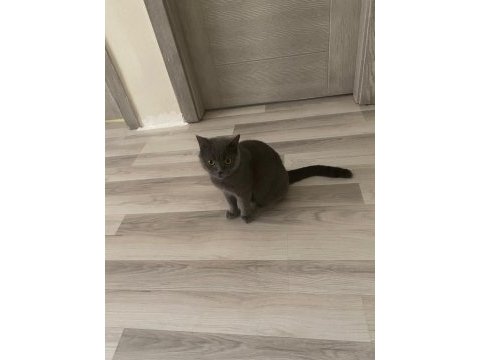 8 aylık kedimizi ücretsiz sahiplendiriyoruz safkandır