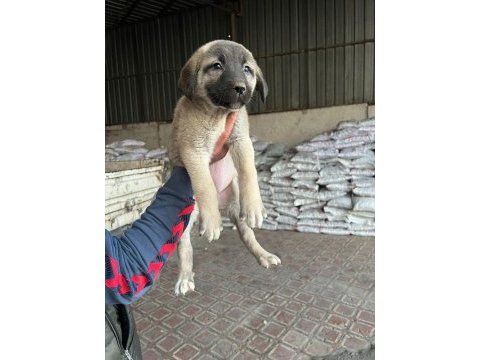İri cüsseli kangal yavruları