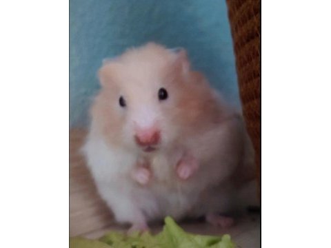 8 aylık sevimli uysal insana alışık hamster