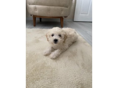 A kalite maltipoo yavrularımız